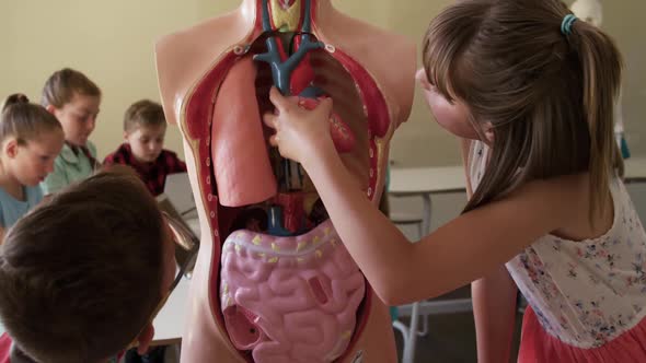 Girl touching human anatomy model