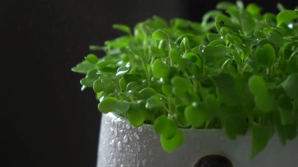 Watering sprouted greens in a pot. Drops of water in the sunlight