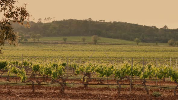 Grape Fields