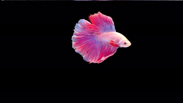 Siamese fighting fish (Betta splendens)