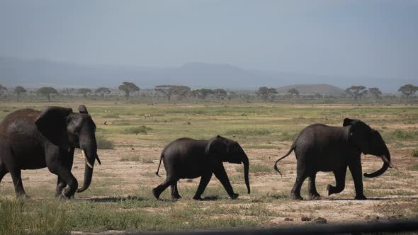 Three Funny African Elephant Is Fully Smeared With Black Mud To Stay Cool