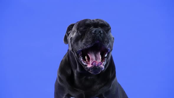 Portrait of Cane Corso in the Studio on a Blue Background