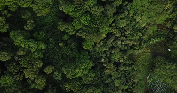 Aerial top down shot of dense lush forest trees growing on hill between plants