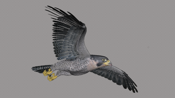 Peregrine Falcon Glide