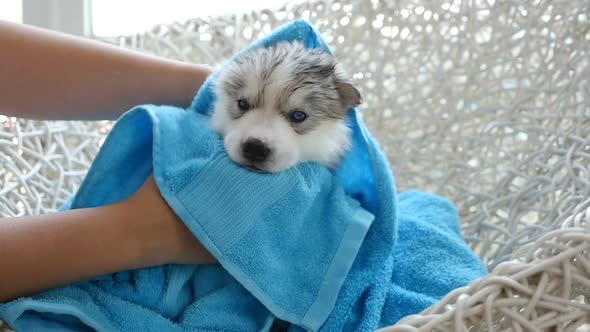 Blue Eyes Siberian Husky Puppy After Bath Is Covered With A Blue Towel