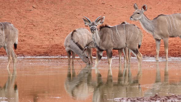 Kudu Antelopes Drinking At A Waterhole