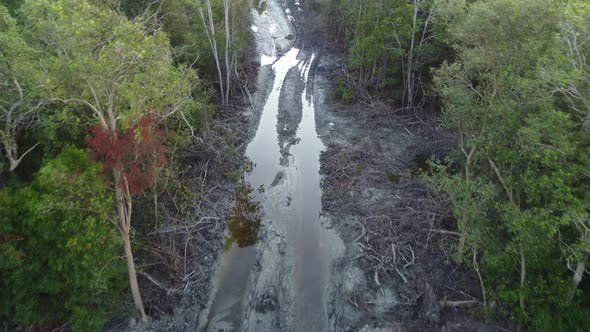 Top down view excavator tire path in tree cut down mangrove forest.