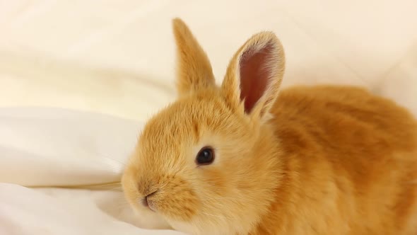 Little Ginger Fluffy Rabbit on a Soft White Blanket Closeup