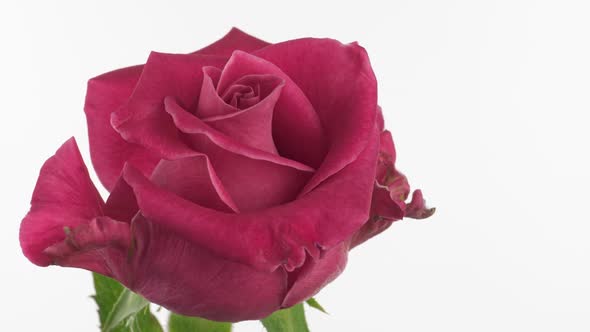 Beautiful Pink Rose on White Background