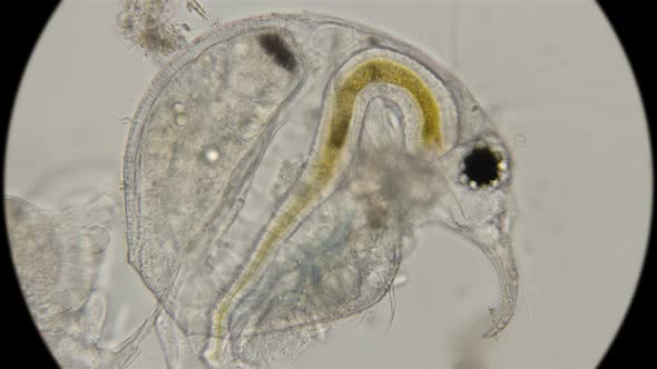 Bosmina water flea, under a microscope 