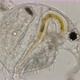 Bosmina water flea, under a microscope  - VideoHive Item for Sale