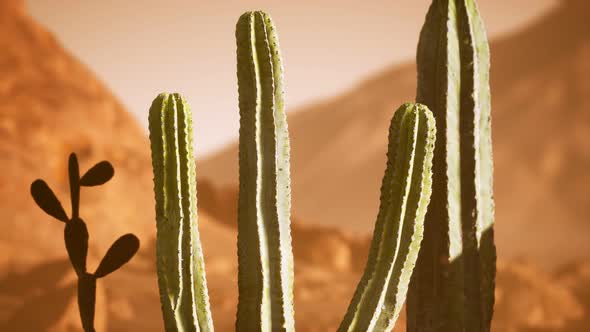 Arizona Desert Sunset with Giant Saguaro Cactus