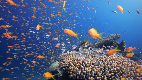 Reef Sea Orange Fish