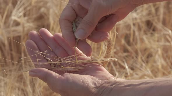 Golden Wheat Crop in Agriculture Field