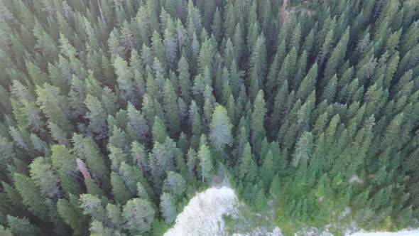 green forest, pine trees, drone is flying on the trees, deep forest and wild life