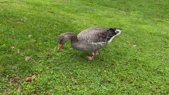Wild duck walking on the green grass