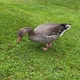 Wild duck walking on the green grass - VideoHive Item for Sale