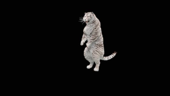68 White Tiger Dancing HD
