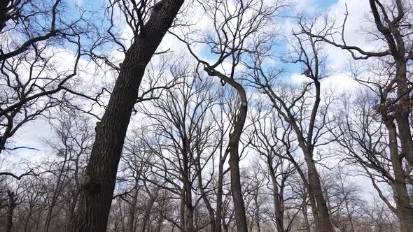 Forest with Trees Without Leaves During the Day