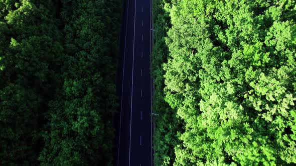 Car Driving Down an Asphalt Road Crossing the Vast Forest