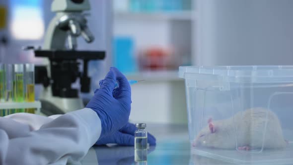 Scientist Preparing for Injection, Diabetes Medicine Testing on Rats, Experiment