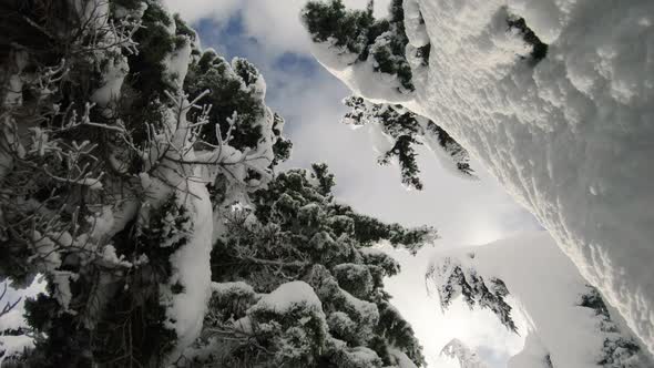 Unique Perspective Looking Up Snowy Tree Well Gimbal Push To Sky