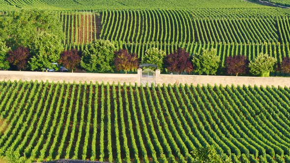 Green Vineyards. Pommard Wine Region, France