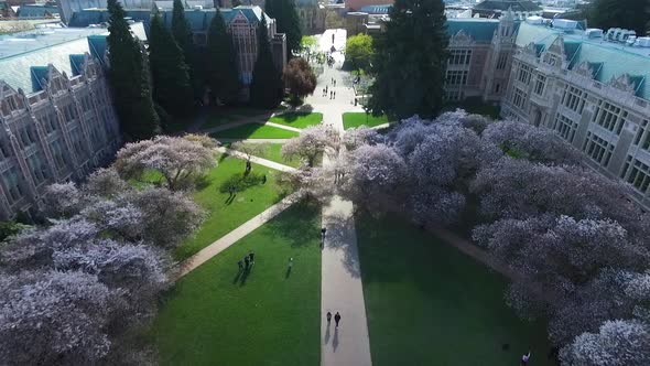 Revealing aerial of the cherry blossoms at the University of Washington.