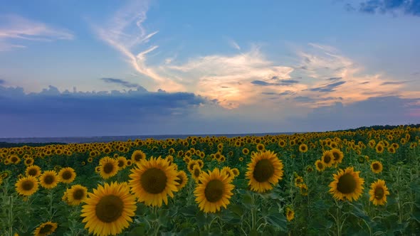 Timelapse of Sunflower Field on Sunset Background