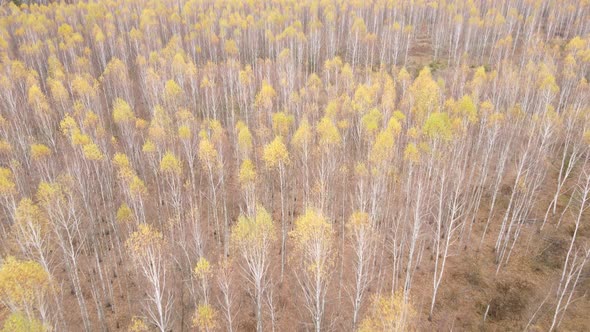 Beautiful Forest with Trees in an Autumn Day