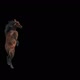 49 Horse Dancing HD - VideoHive Item for Sale