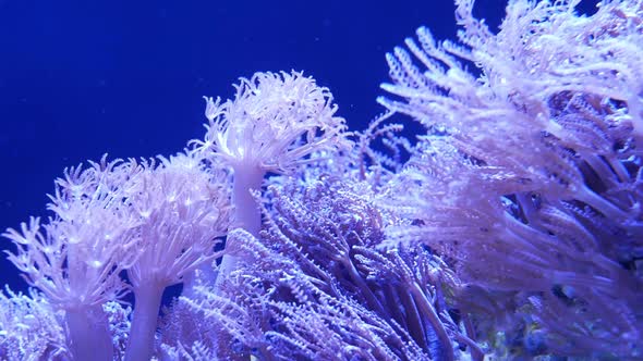 Soft Corals in Aquarium. Closeup Anthelia and Euphyllia Corals in Clean Blue Water. Marine