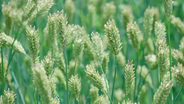 Canary Grass In The Meadow Swaying In The Wind. Anseong Farmland, Gyeonggi-do Province, South Korea.