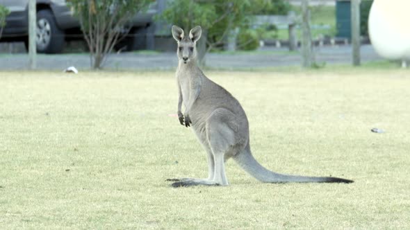 Australian kangaroo's grazing in a township park land. Female roo turns and looks at the camera, tur