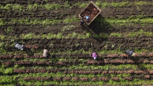 People In The Field Harvest And Put In Boxes