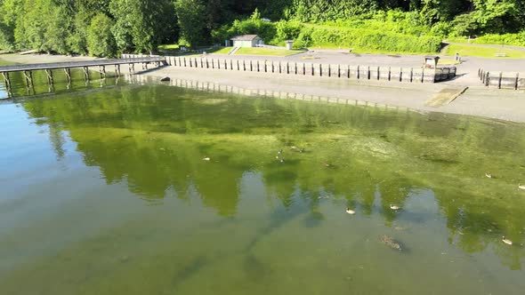 Sitting Ducks on lime green coastal water near dock, lush green trees revealing ocean lake