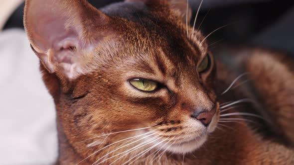 Abyssinian Cat with Brown Fur