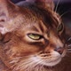 Abyssinian Cat with Brown Fur - VideoHive Item for Sale