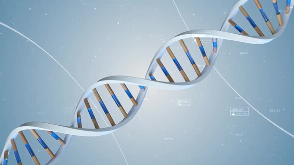 The Structure of the Human DNA Rotates