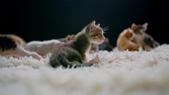 Cute Kittens at 30 Days Old on a White Carpet