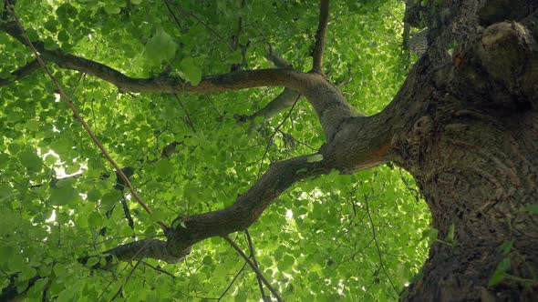 Tree Trunk And Canopy Above Moving Shot