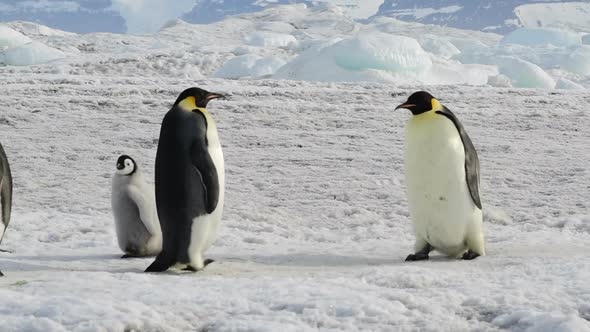 Emperor Penguins with Chicks Close Up in Antarctica