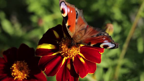 Butterfly on a Flower. Close-up.