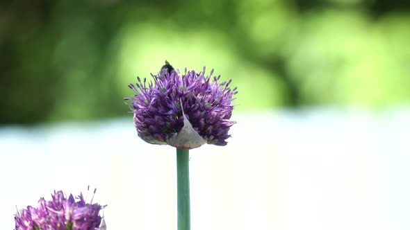 Bee On The Flower, Close Up