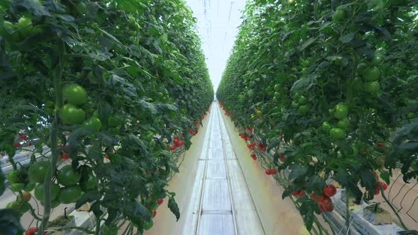 Rows of Tomato Plants in Glasshouse.