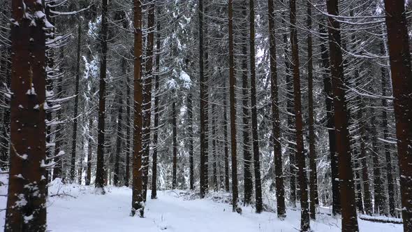 Winter Mountain Forest. Pine Trees Fairy Forest. Untouched spruce. Elf land. Trees pattern