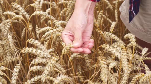 Hand, touching ear of wheat collects cereal grain. Farmer's hands touch ear of wheat in golden field