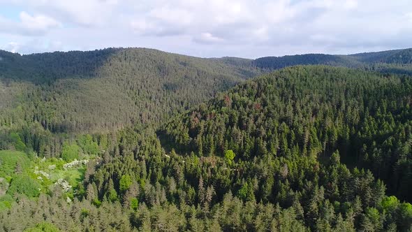 Pine forests, aerial view forest.