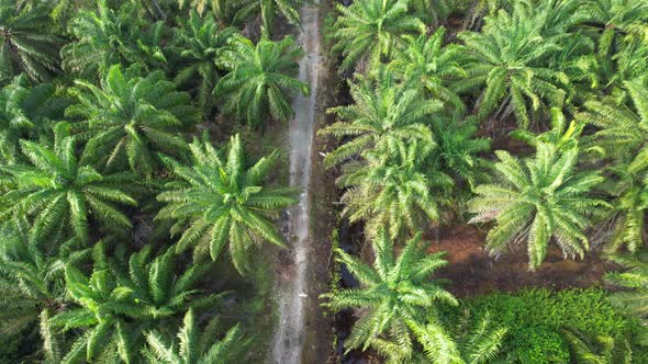 Aerial View of The Palm Oil Estates