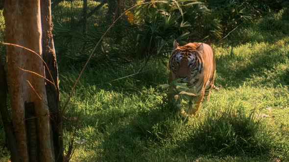 Male Tiger Walking and Showing His Dominance Here